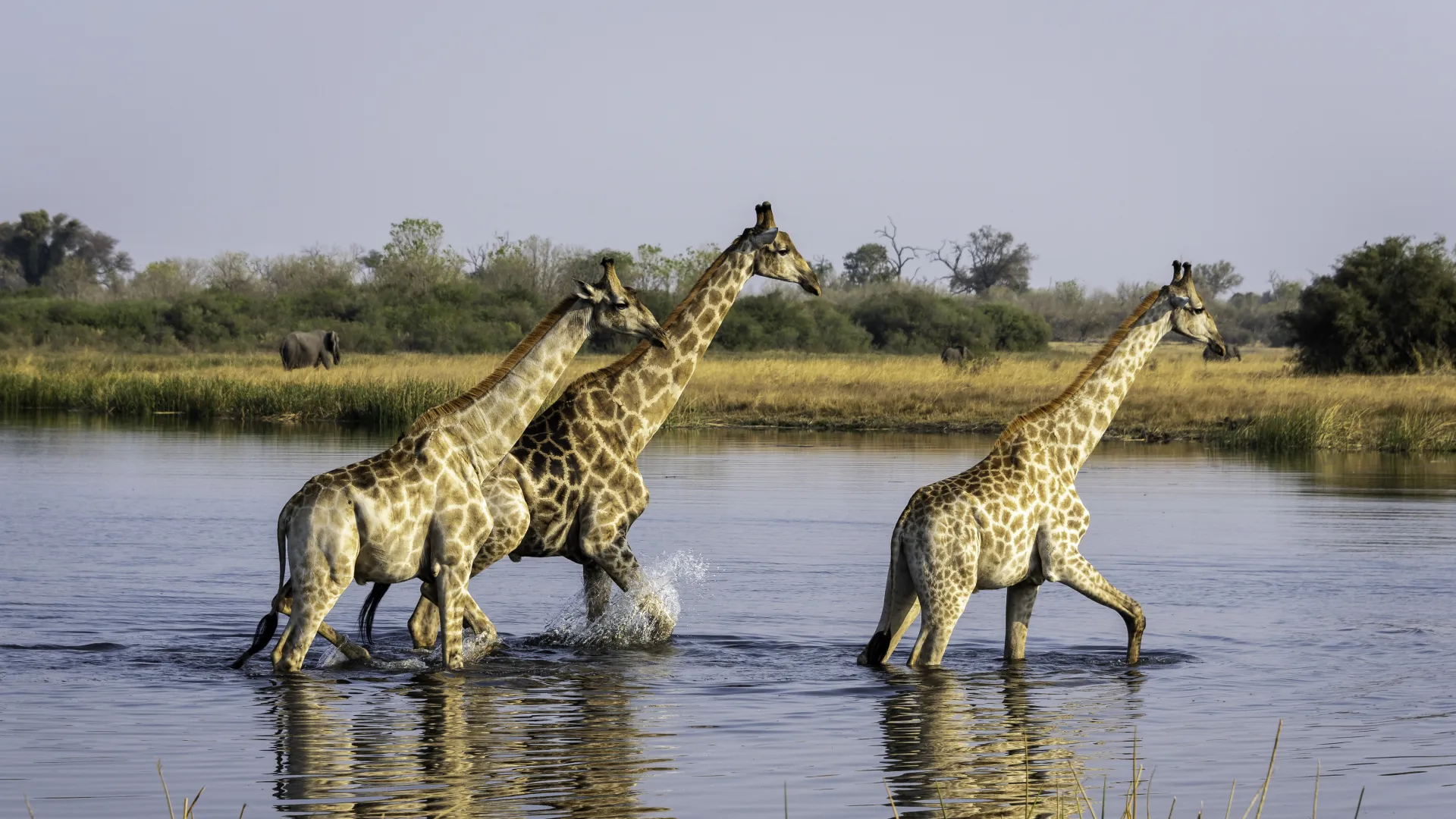 Why the Okavango Delta should be on your Africa travel bucket list
