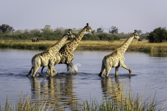 Why the Okavango Delta should be on your Africa travel bucket list