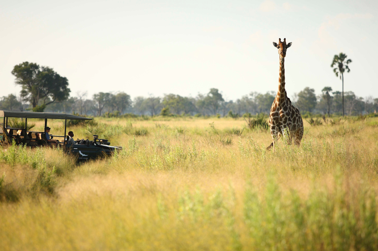 Botswana Nxabega Okavango Delta Camp Experience Game Drive view of a giraffe High Resolution Width5000px