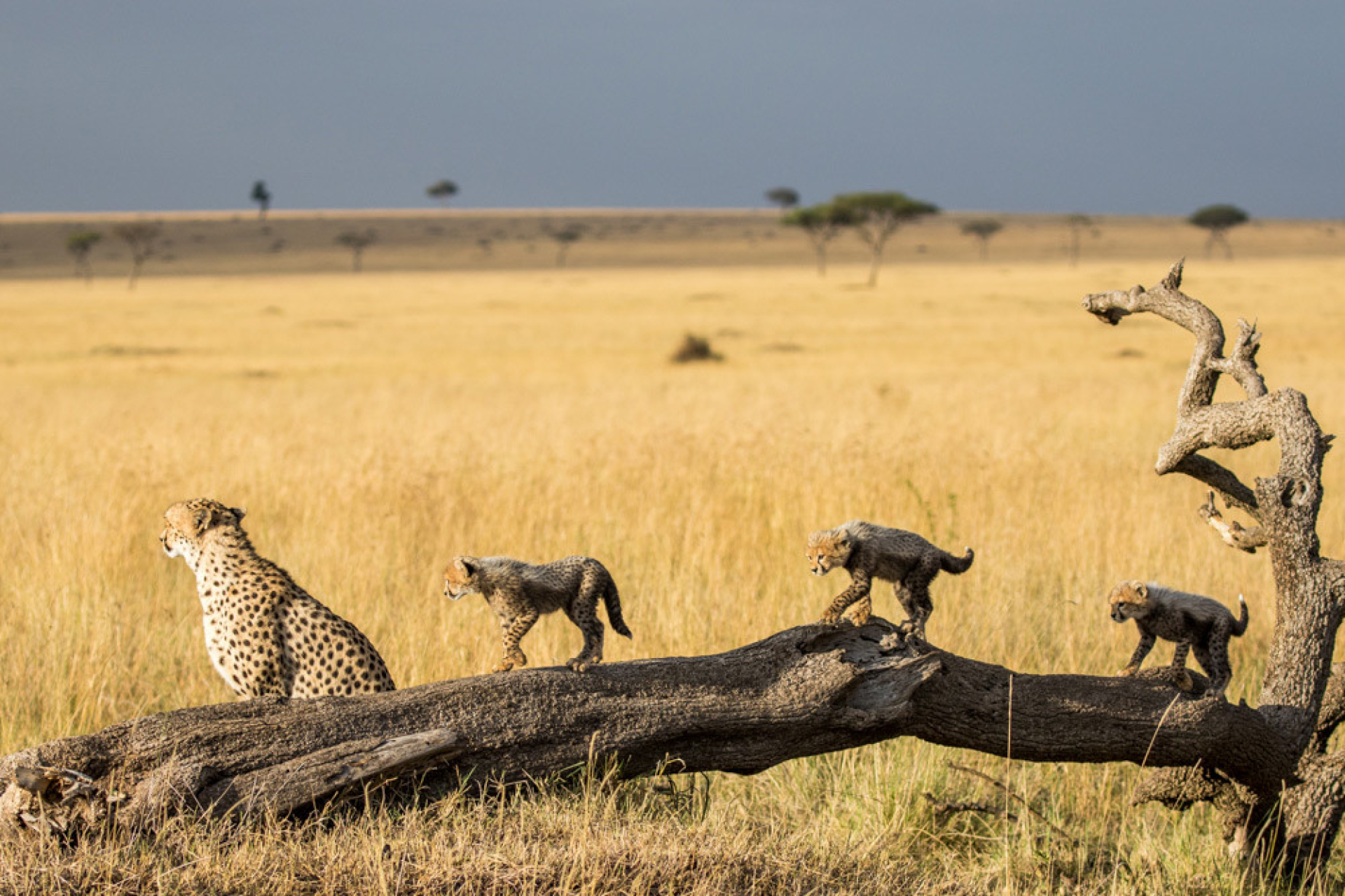 Kenya