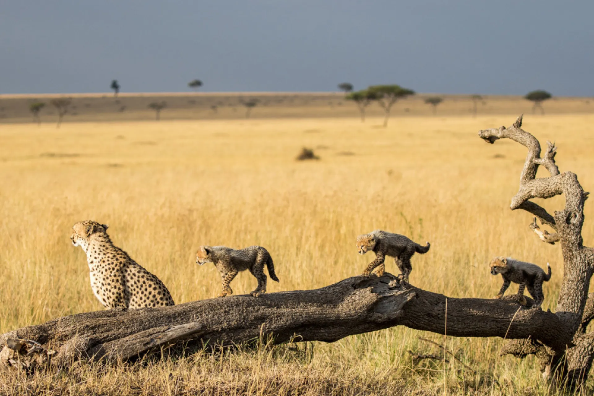 Kenya