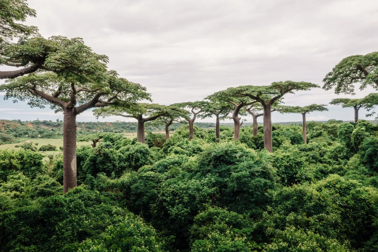 Time Tide Miavana Baobab Excursion 2500px003
