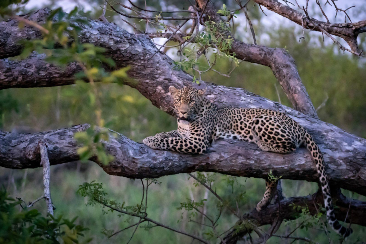 South Africa updated image