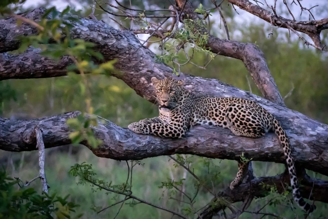 South Africa updated image