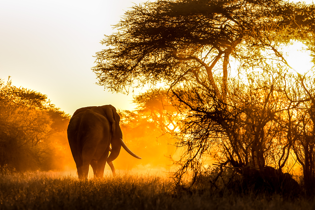 Singita Malilangwe Elephant Ross Couper