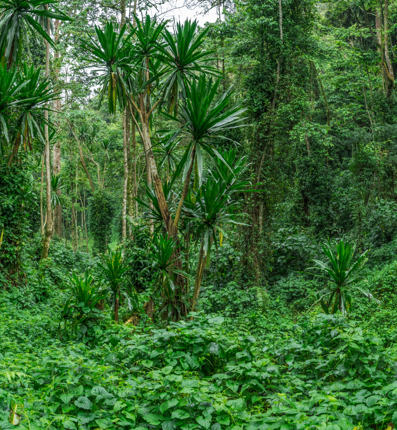 Bwindi Impenetrable Forest National Park