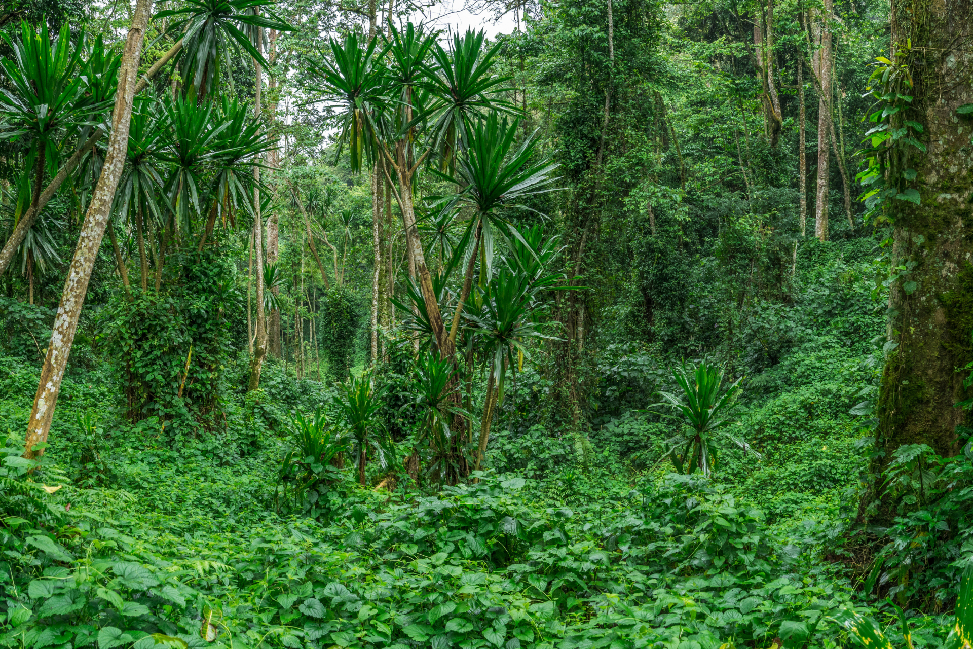 Bwindi Impenetrable Forest National Park