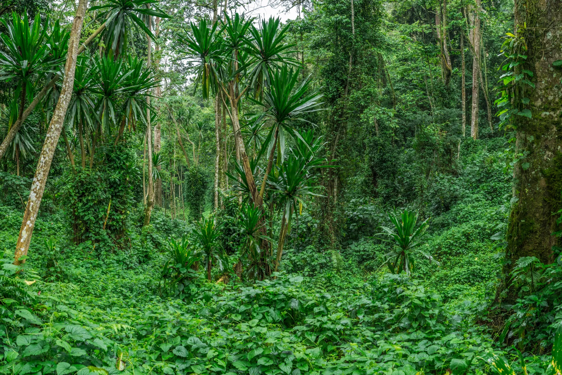 Bwindi Impenetrable Forest National Park