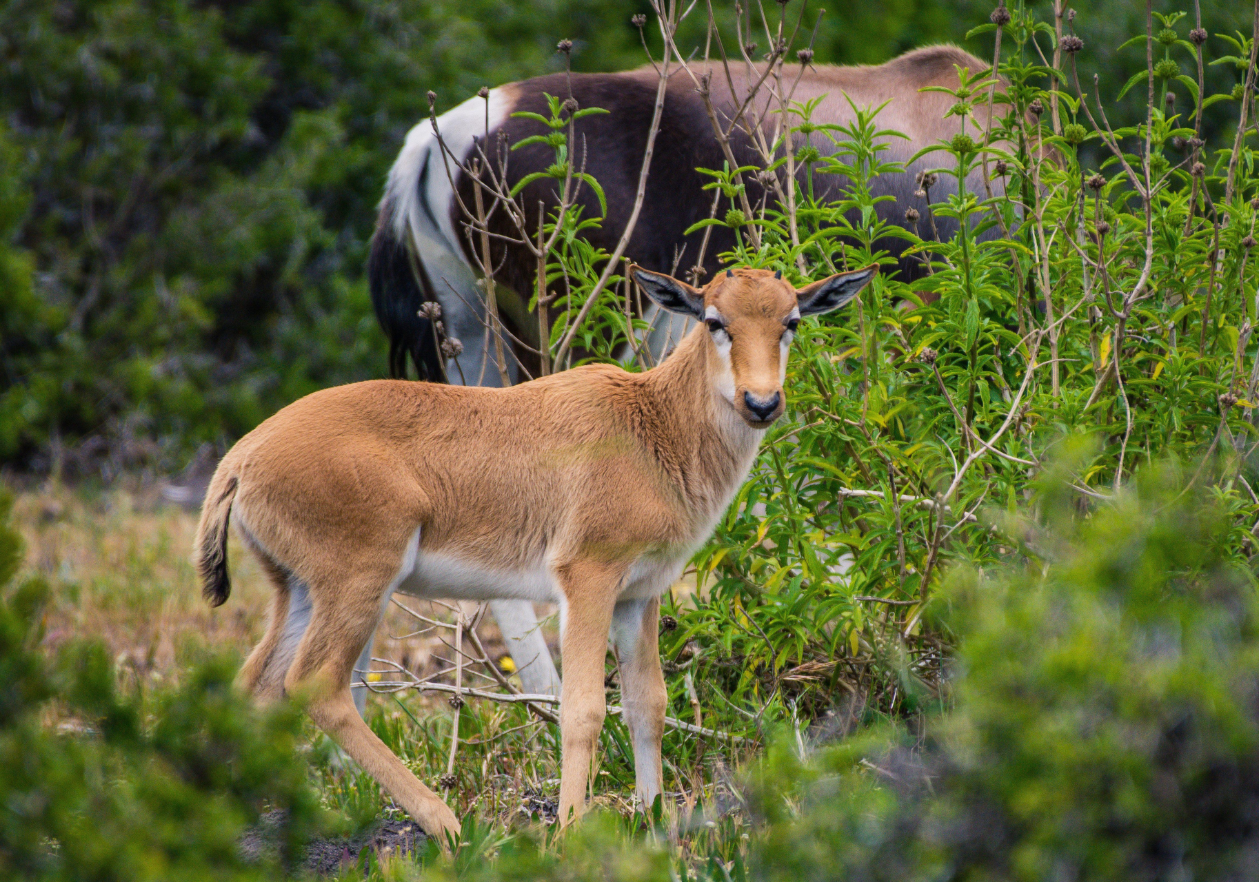 Mammals