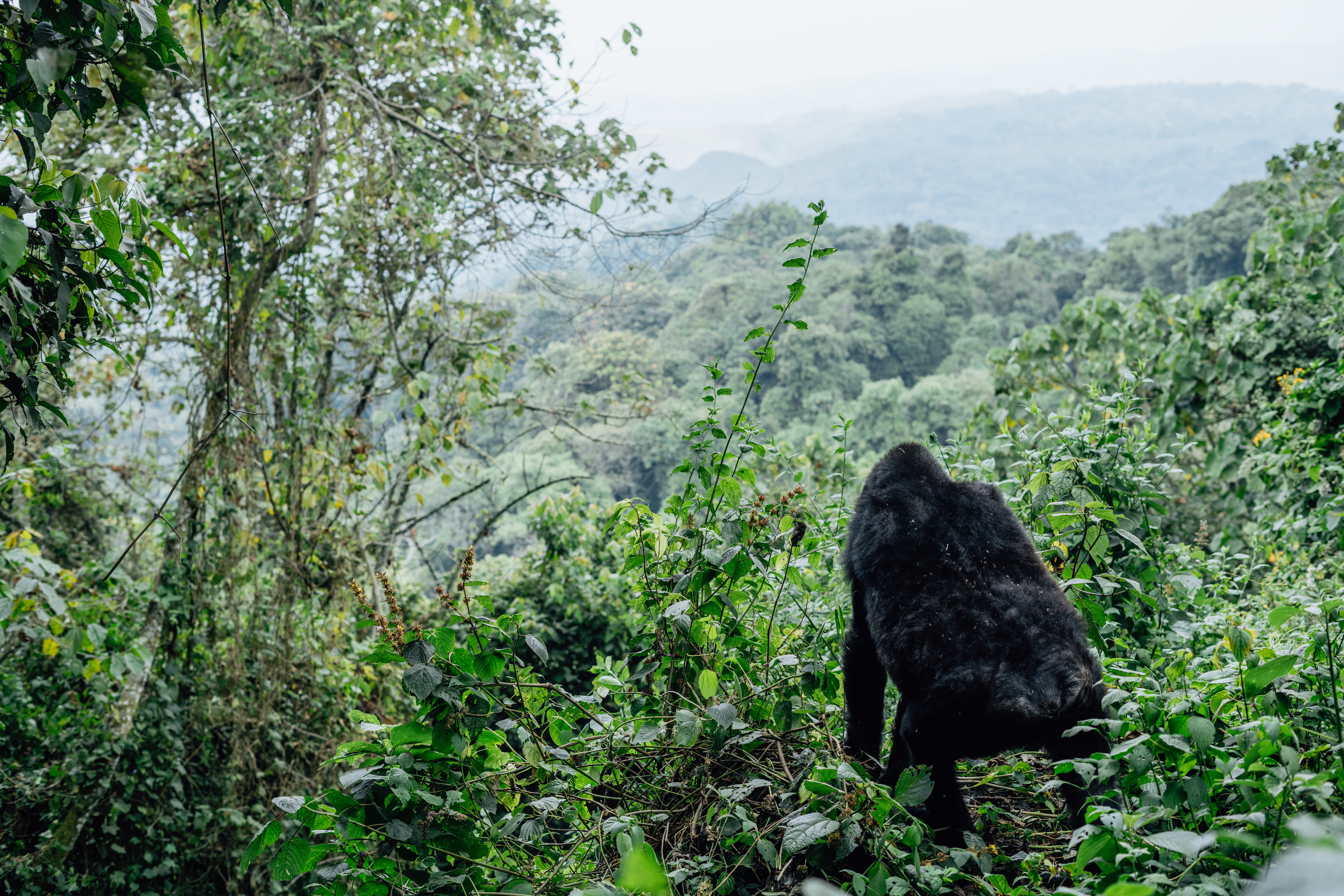 Bwindi Impenetrable Forest National Park