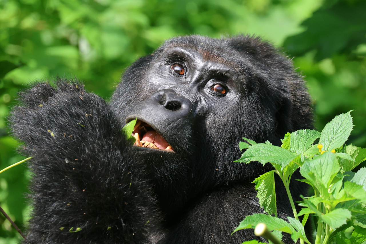 Gorilla