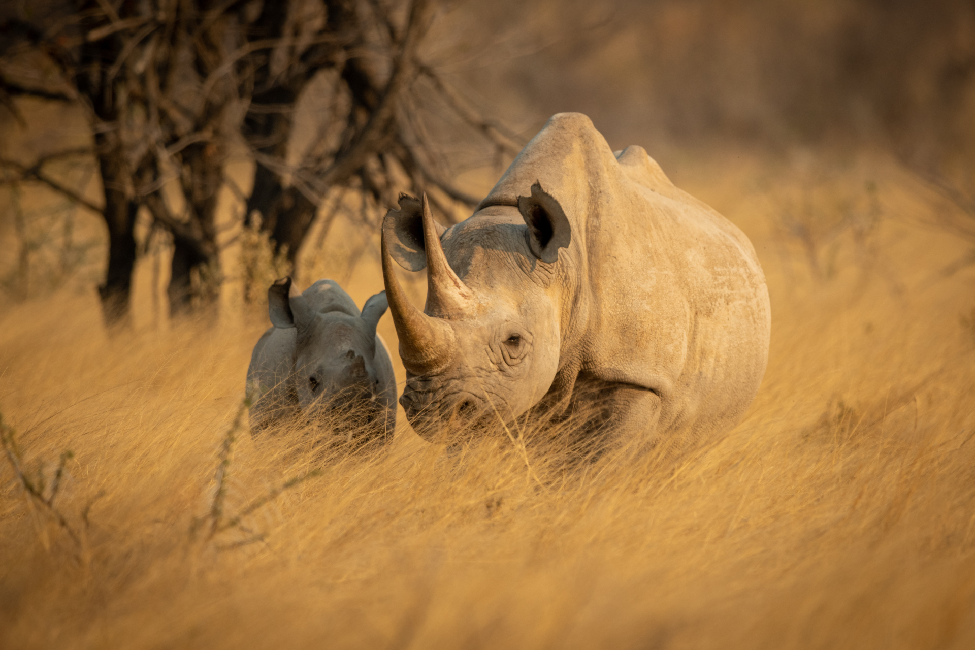 Mammals