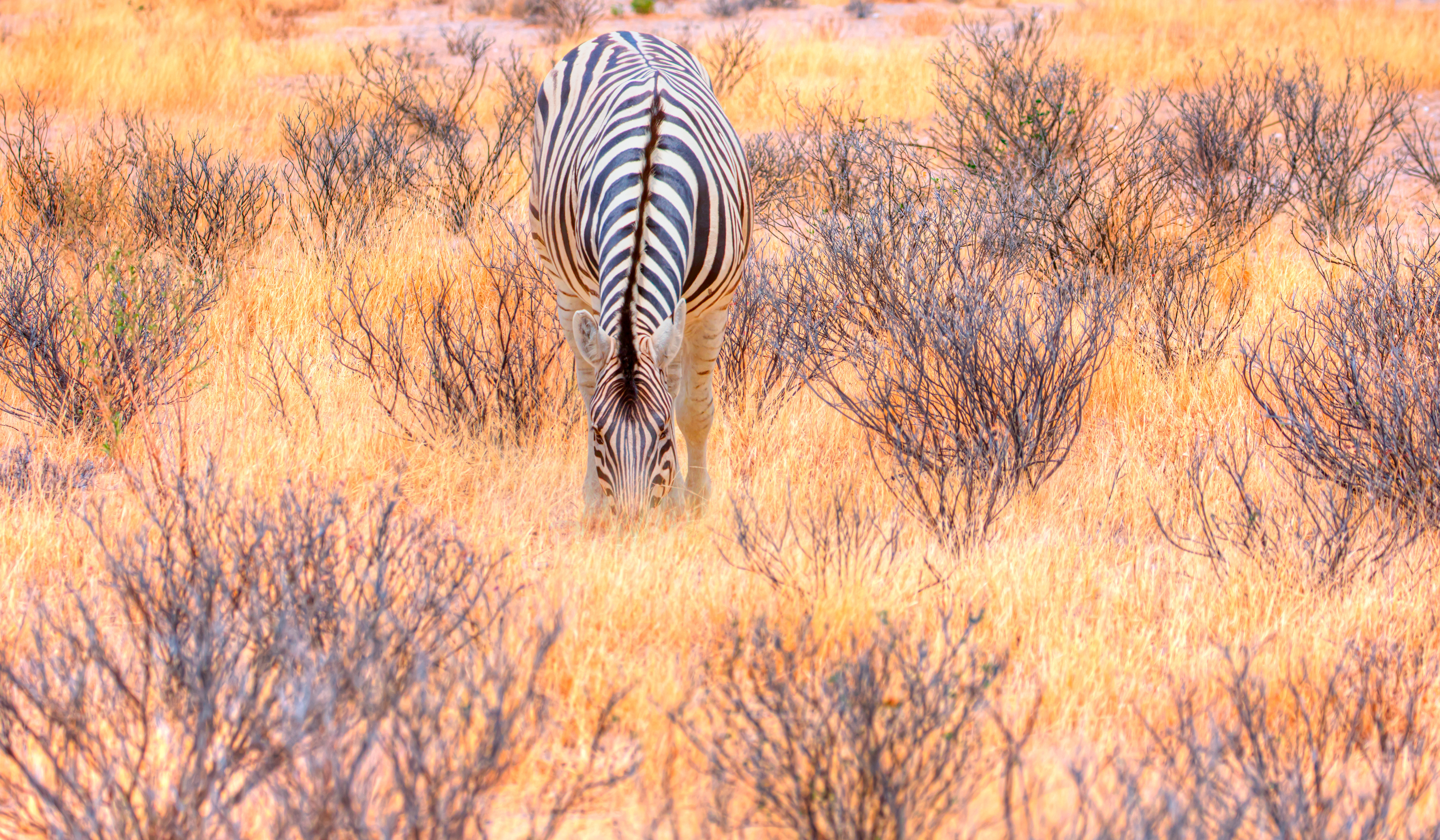 Etosha National Park