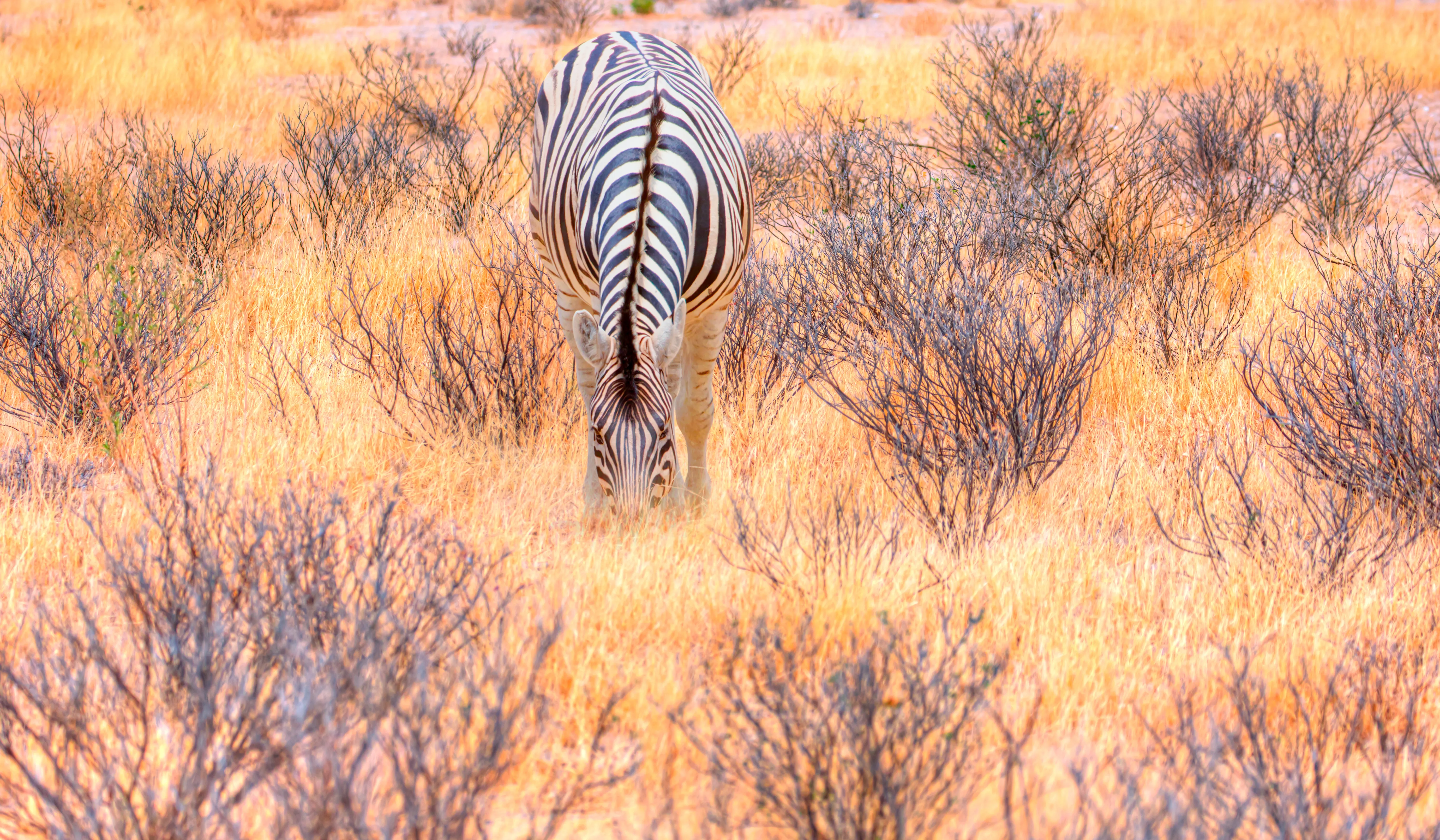 Etosha National Park