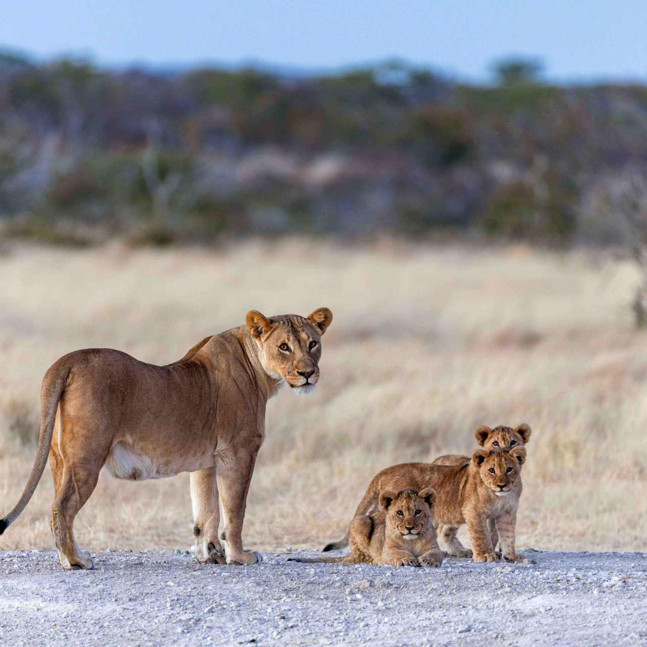 Nam Etosha Heights Private Reserve Lion 2