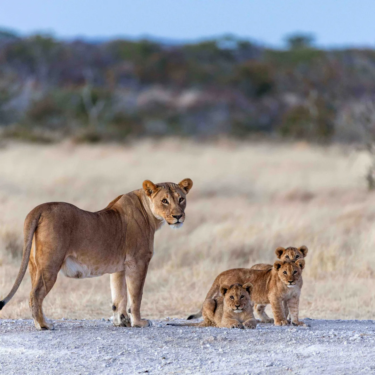 Nam Etosha Heights Private Reserve Lion 2