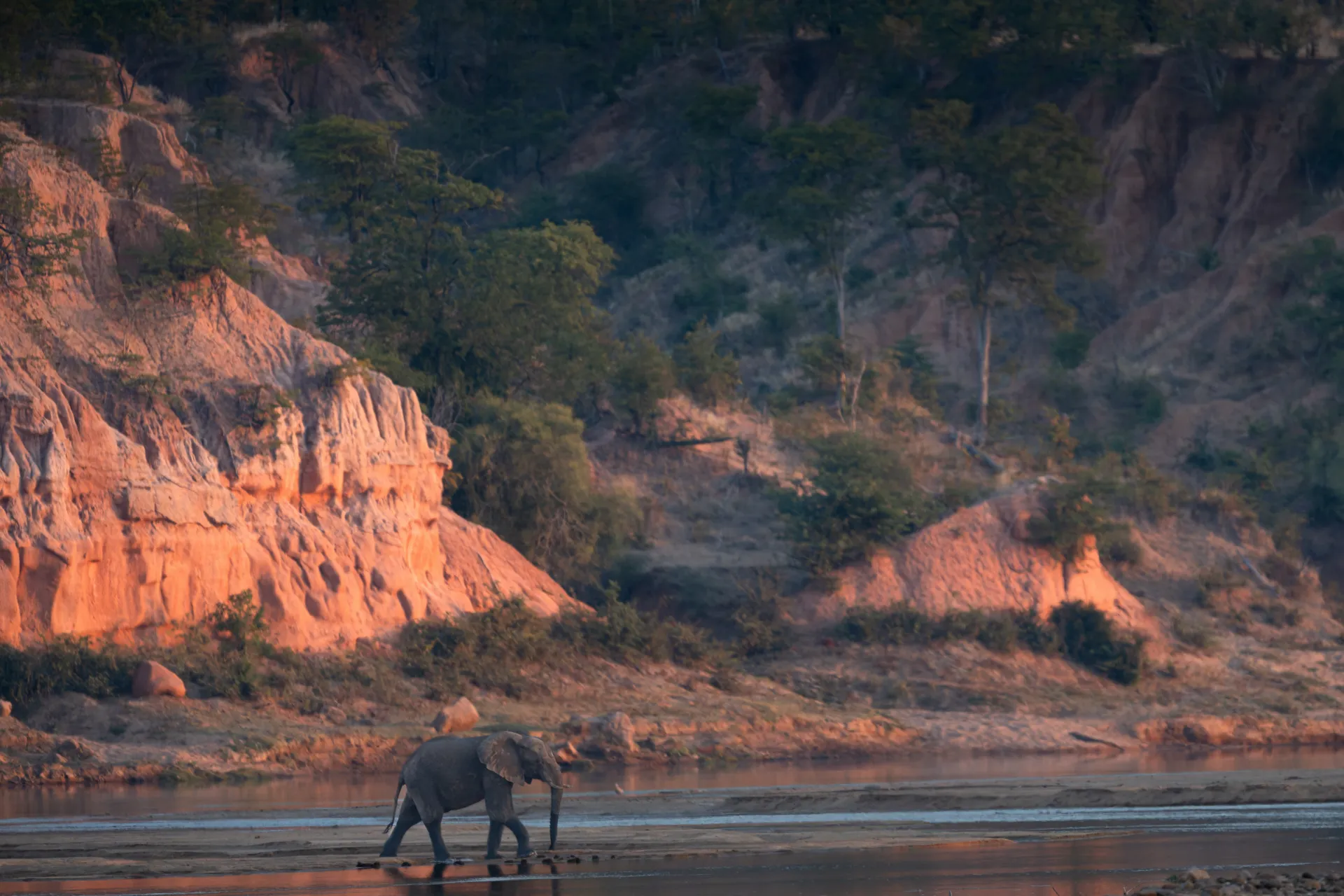 Mammals