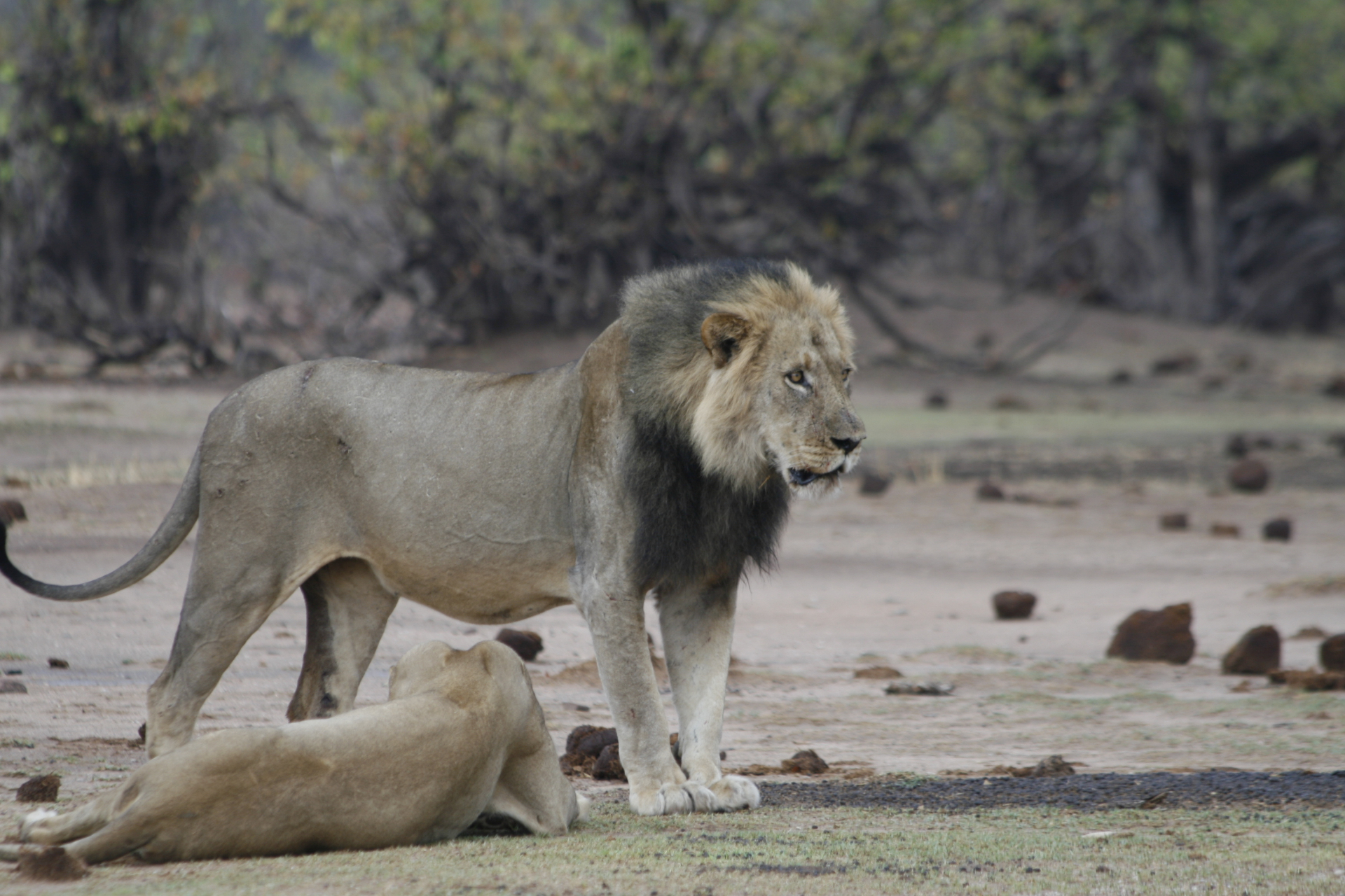 Mammals