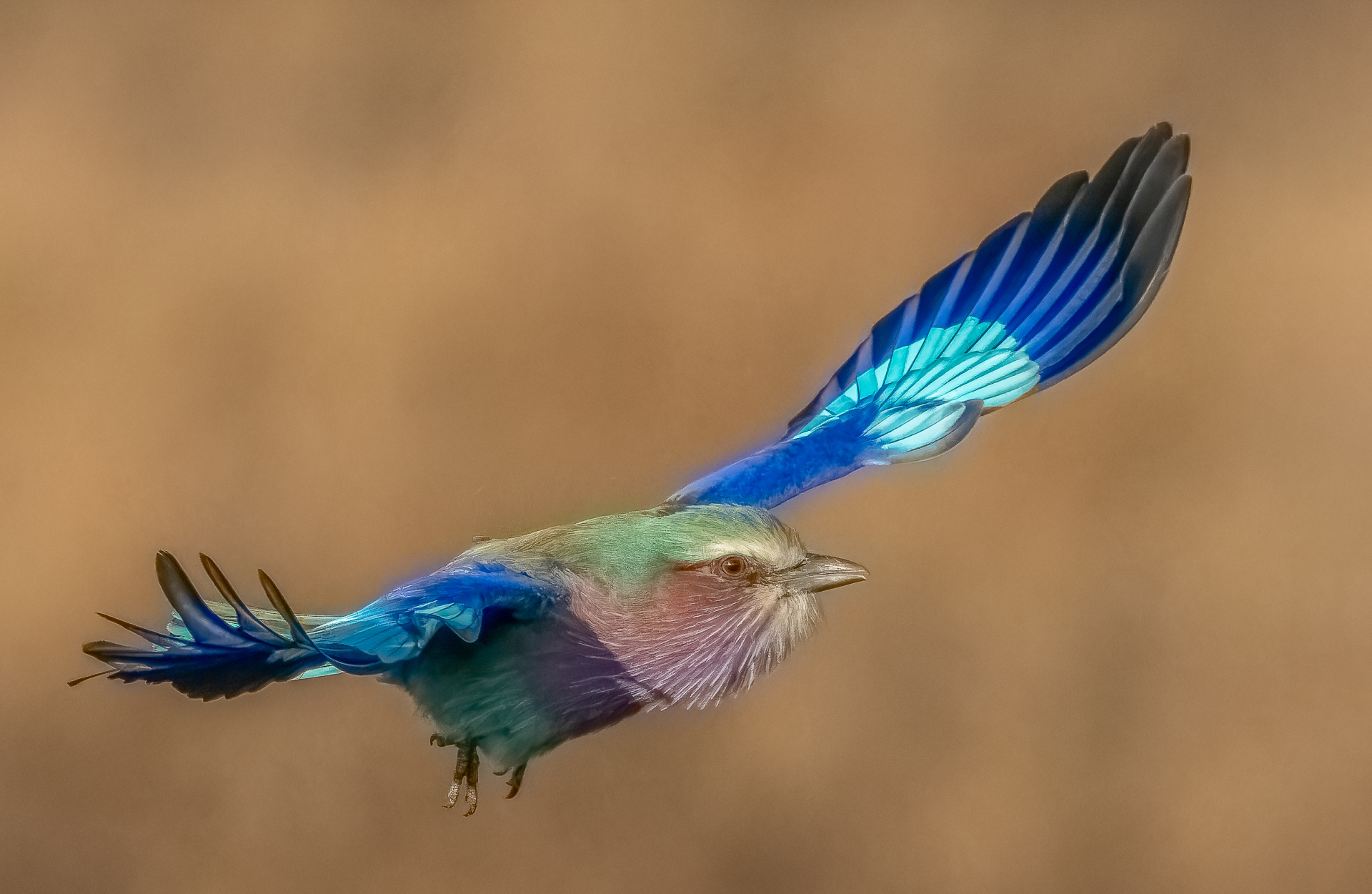 Birds