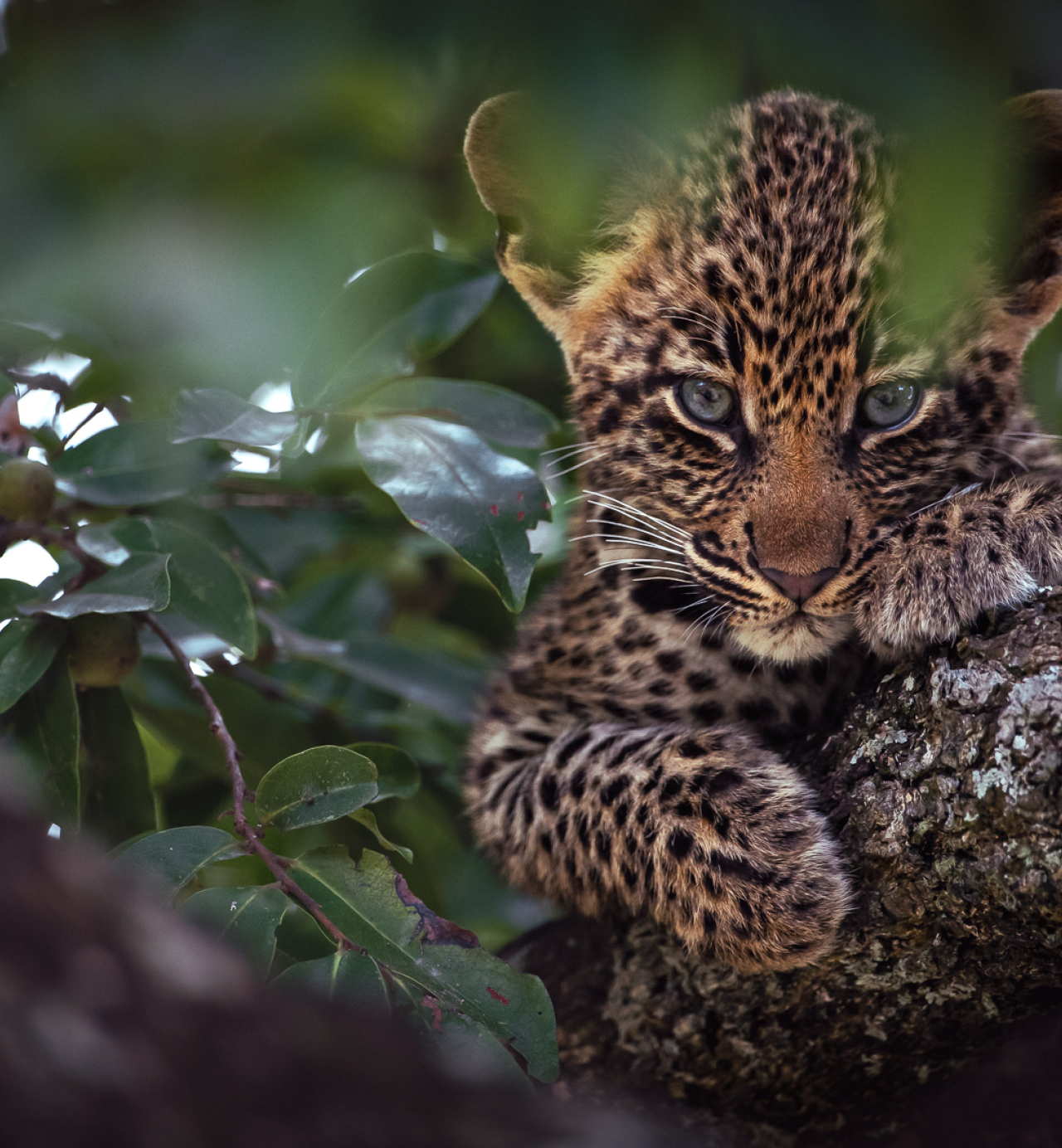 Kruger National Park