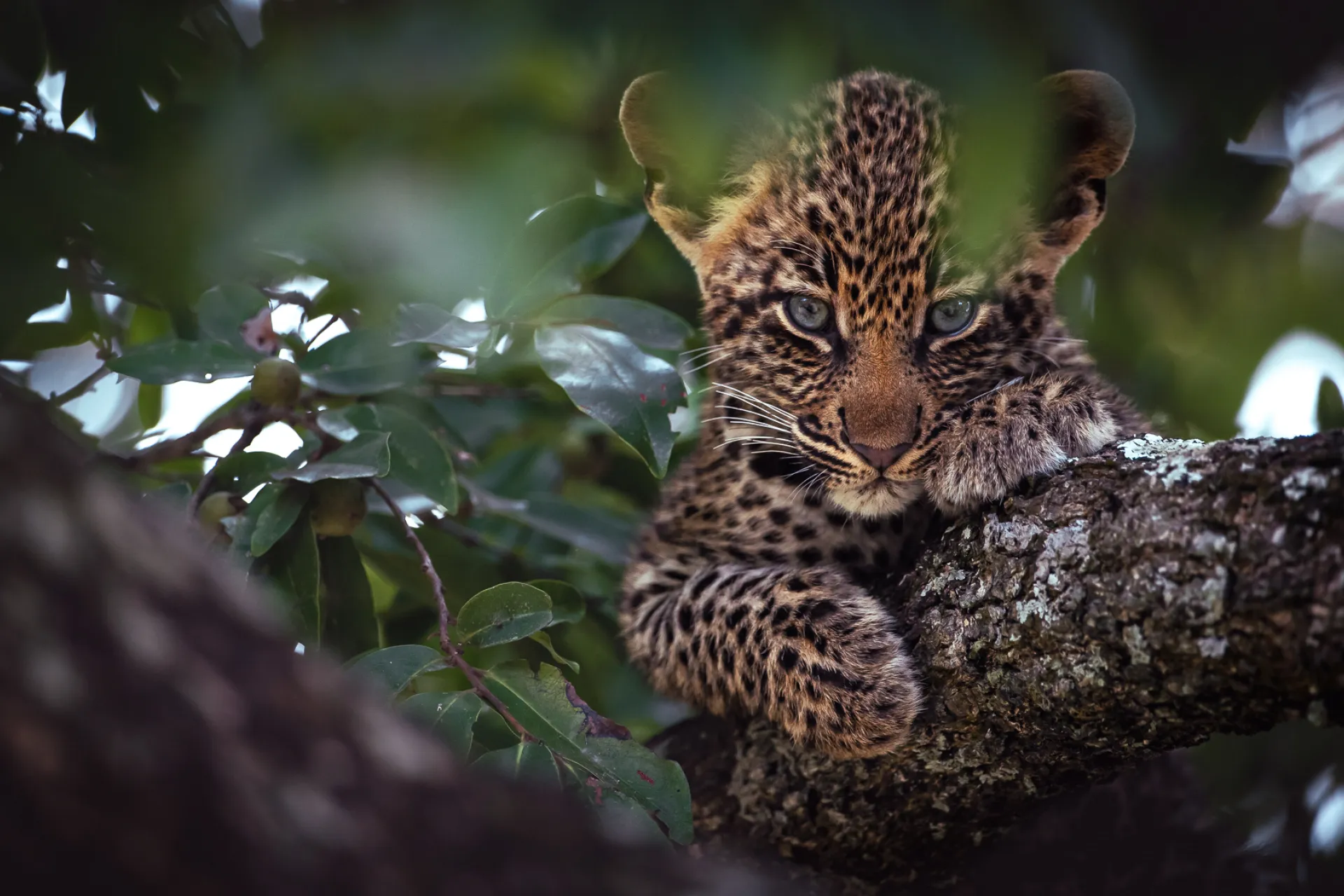 Kruger National Park, South Africa