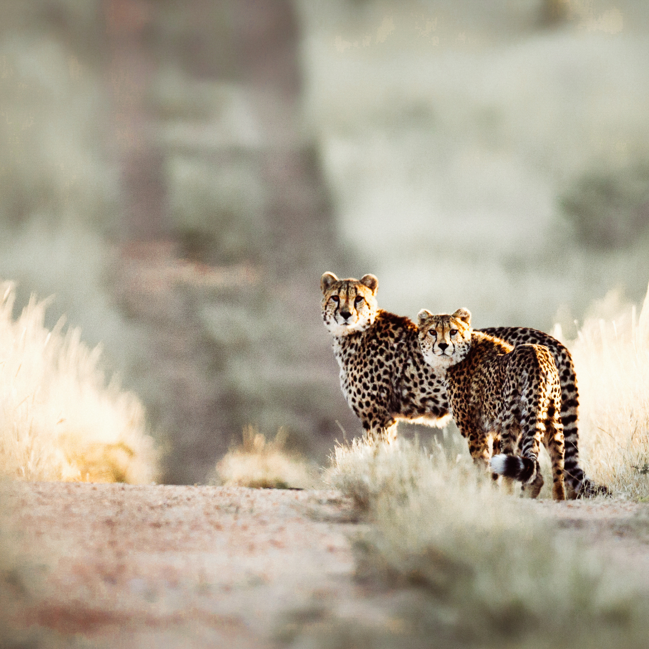 Cheetah Shutterstock approved 2