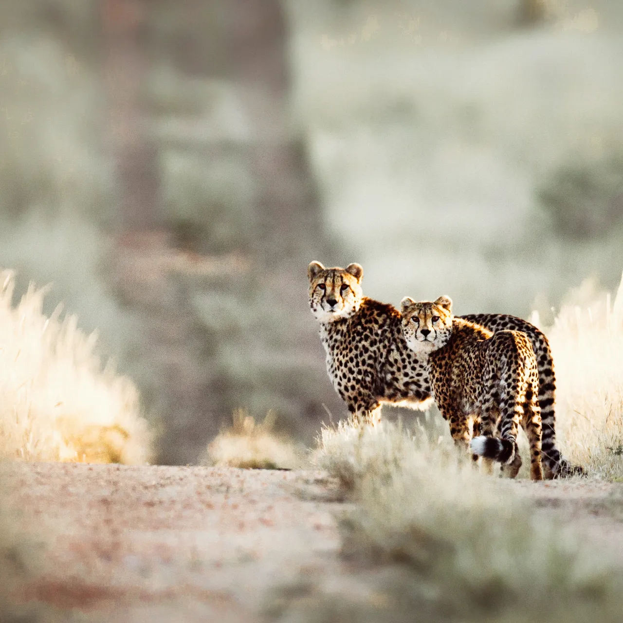Cheetah Shutterstock approved 2