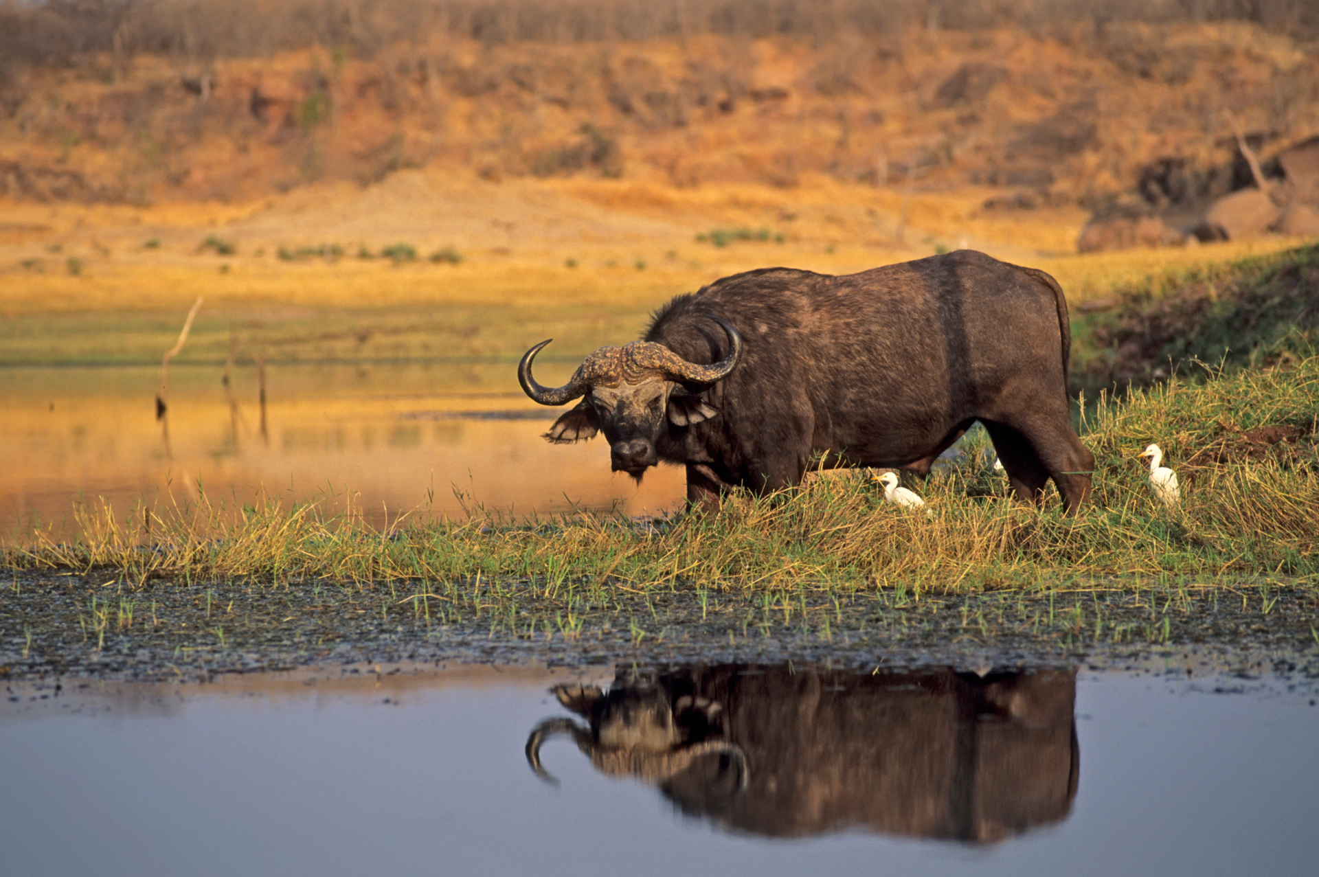 Mammals