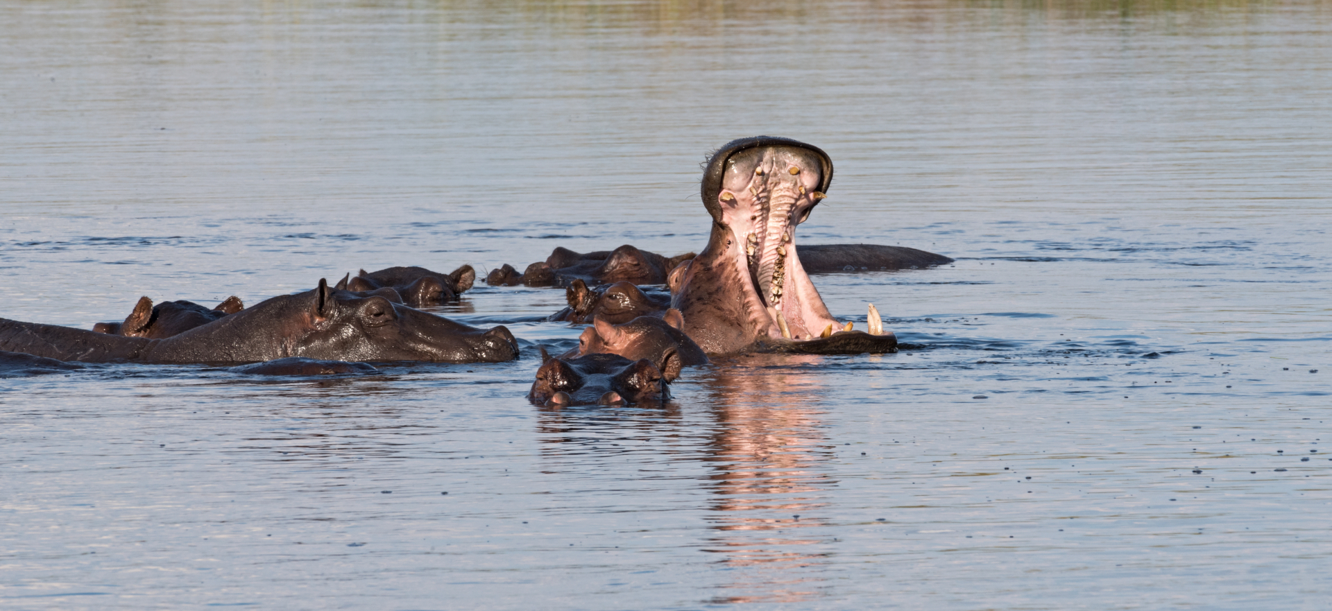Mammals