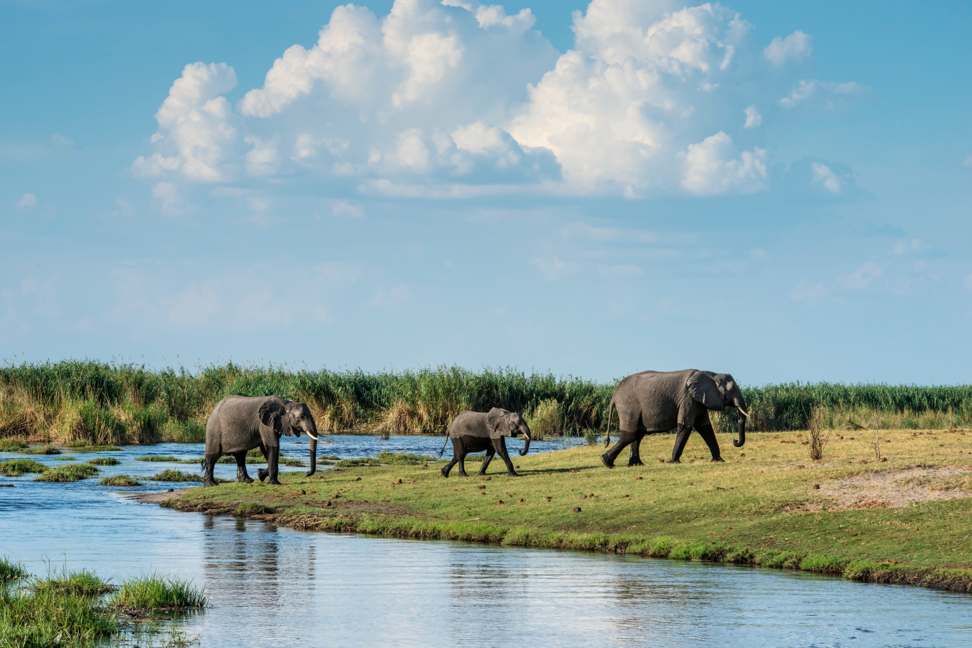 Linyanti Wildlife Reserve, Botswana