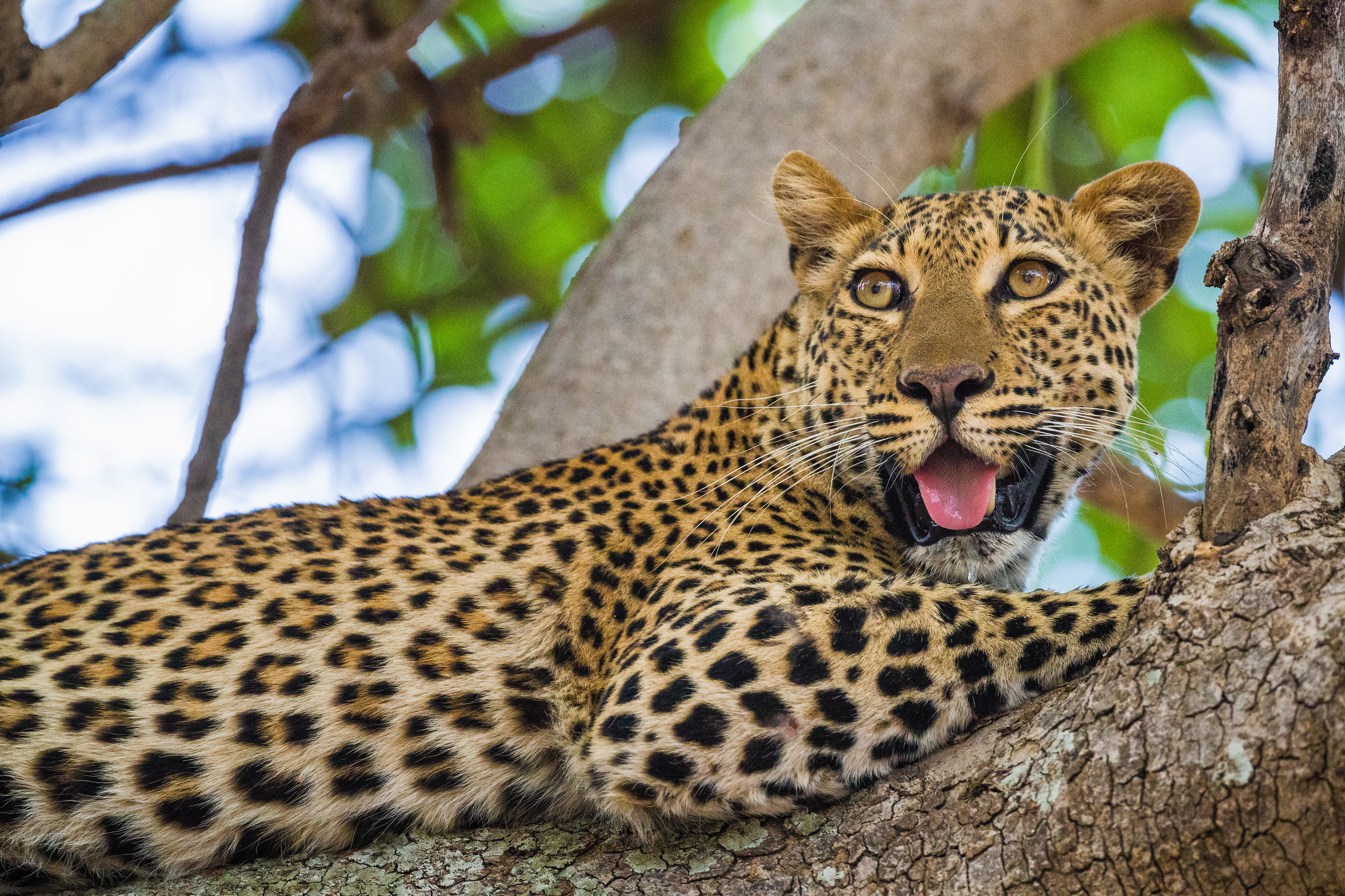 South Luangwa National Park