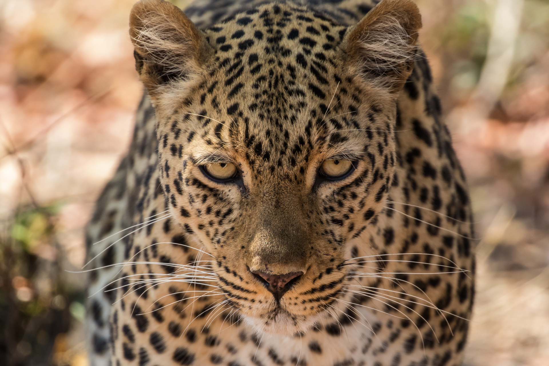 Mammals