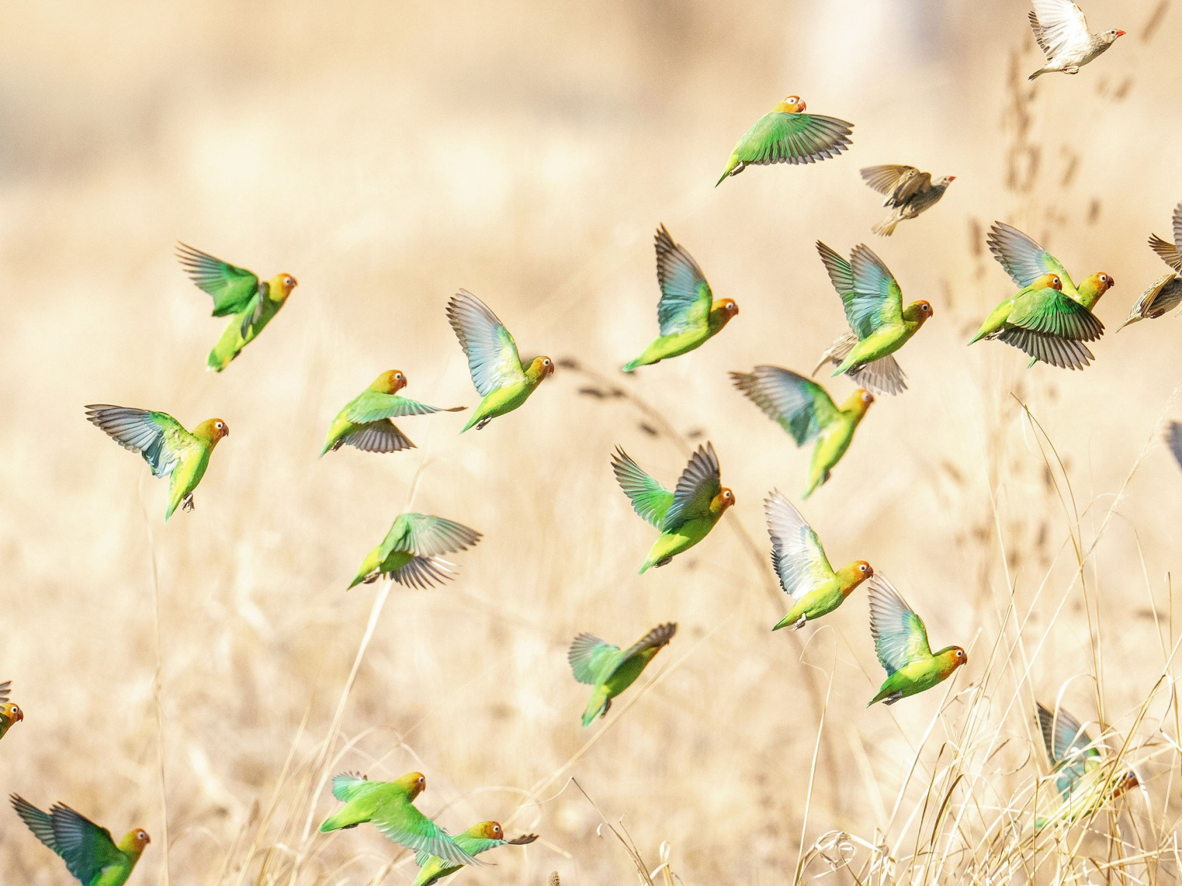 Birds