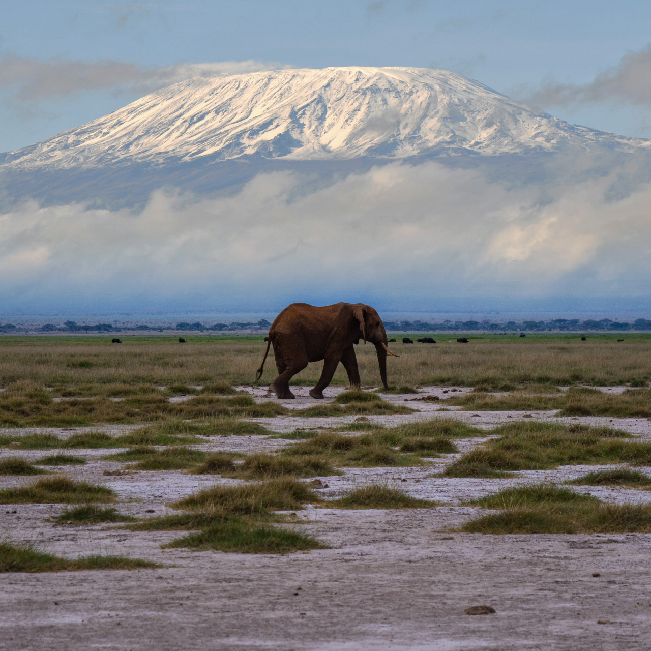 Amboseli National Park Elephant Kili in background