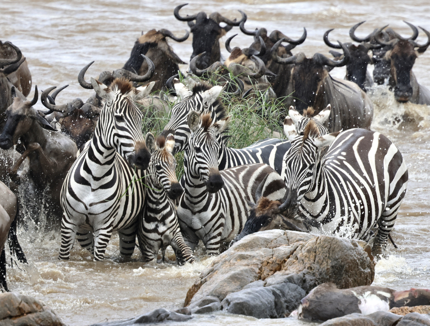 Mammals