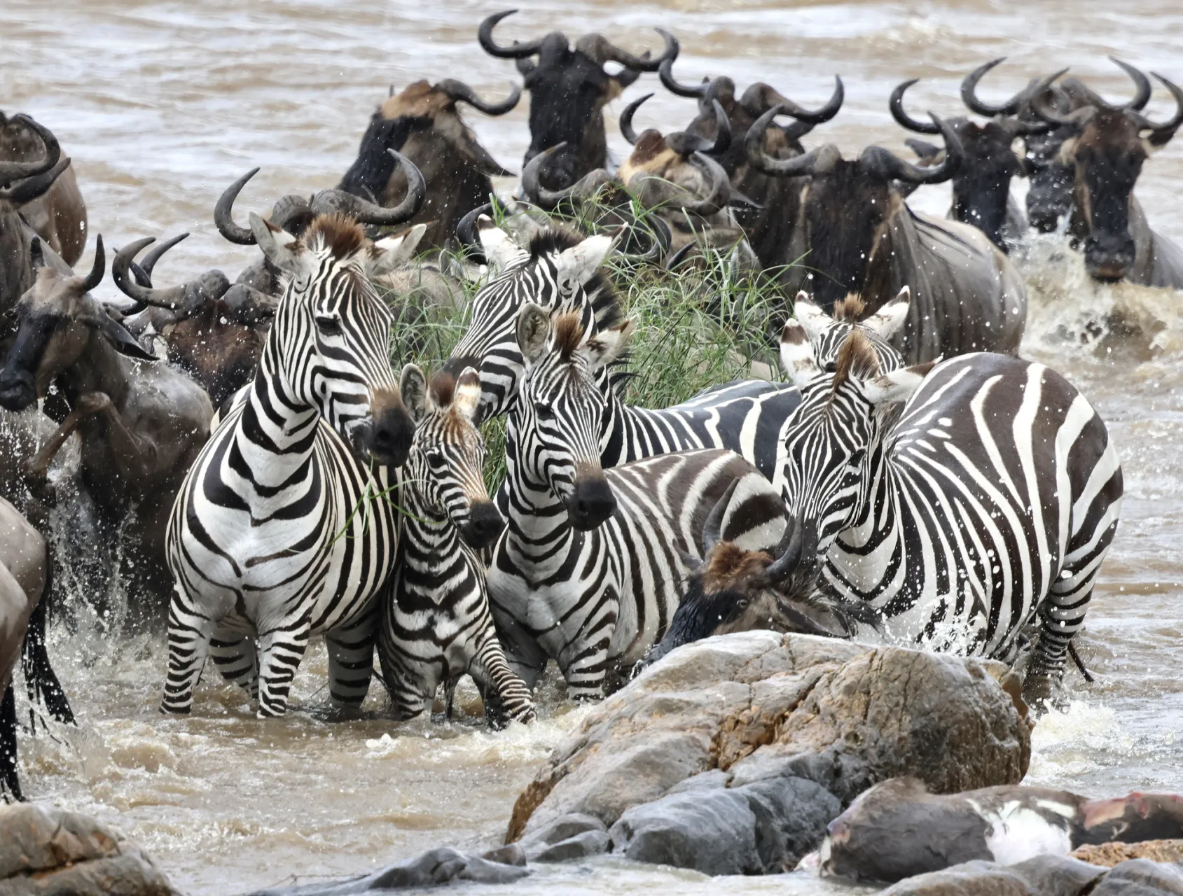 Mammals