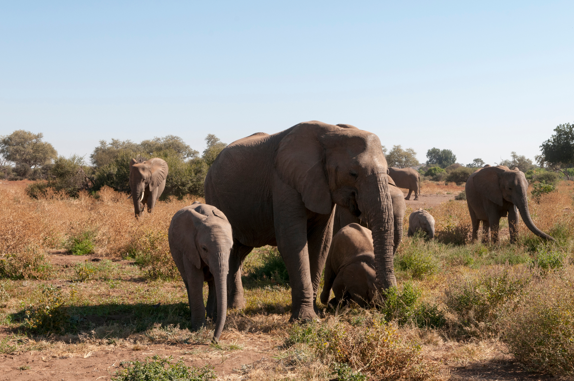 Mammals