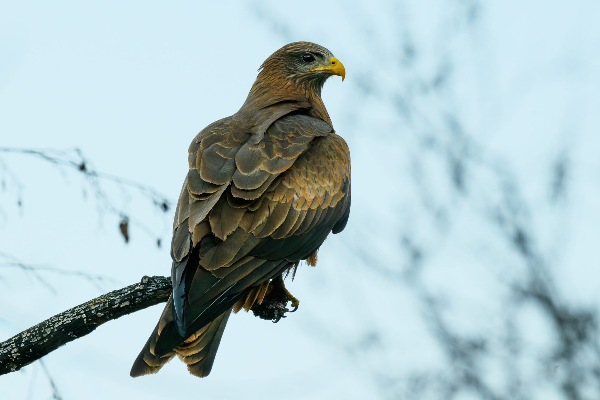 Birds