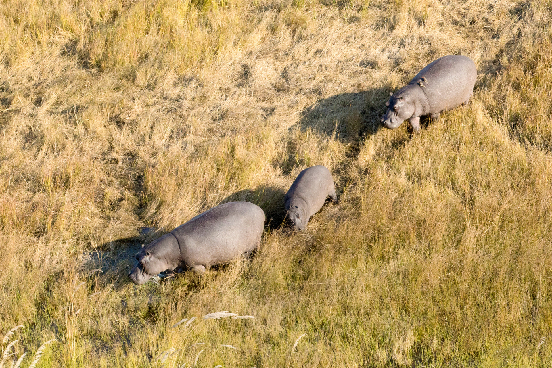 Mammals