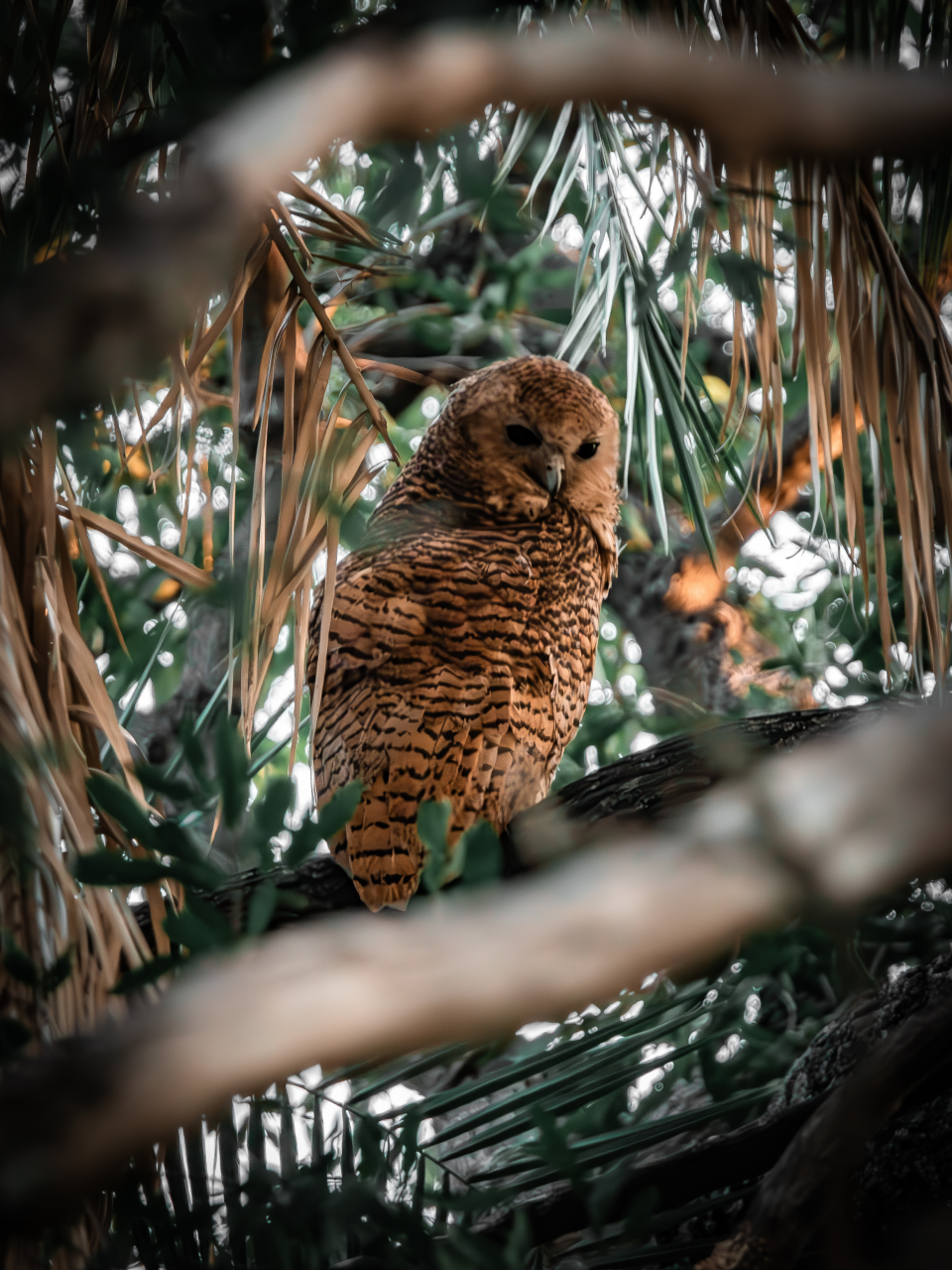 Birds