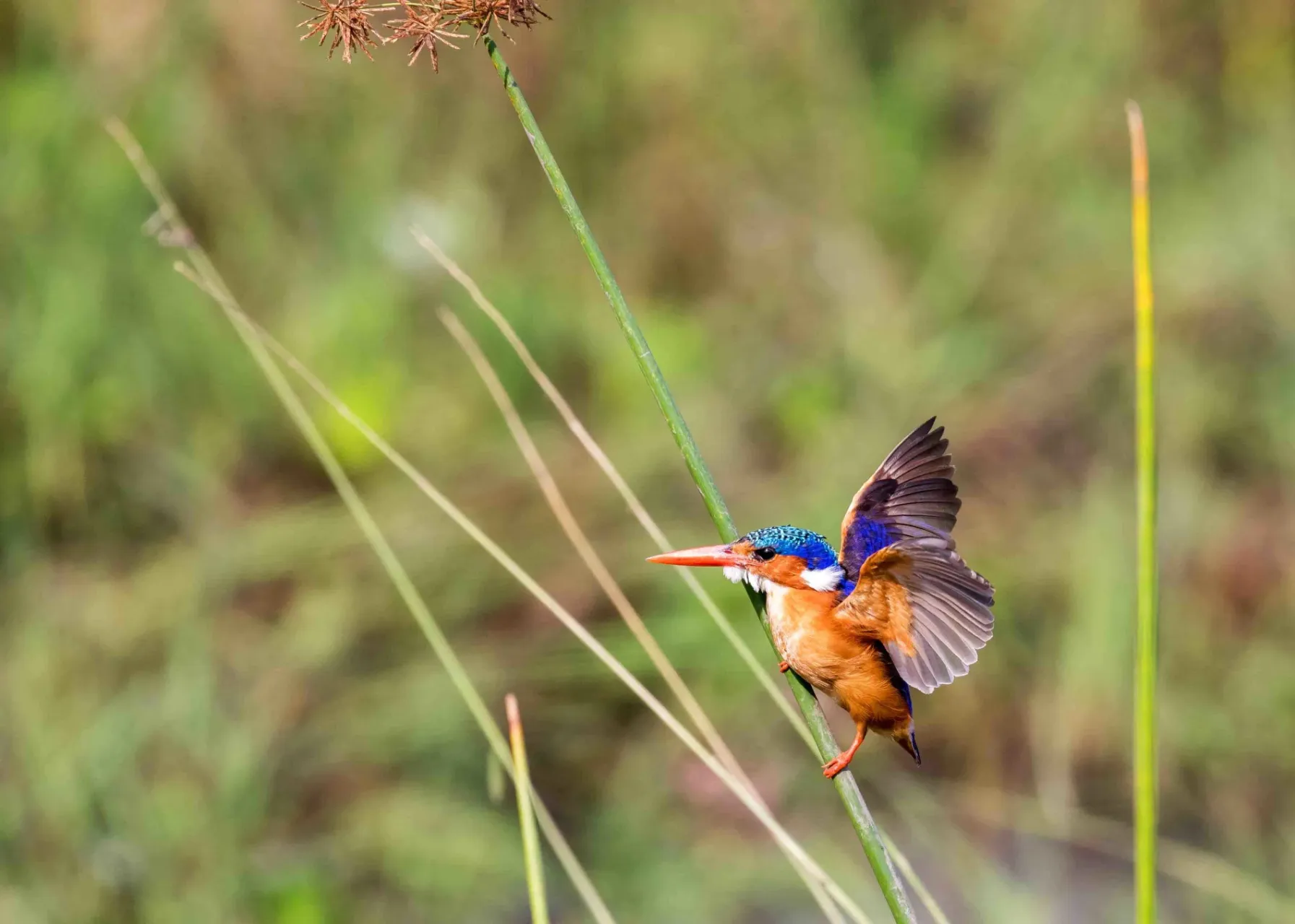 Birds