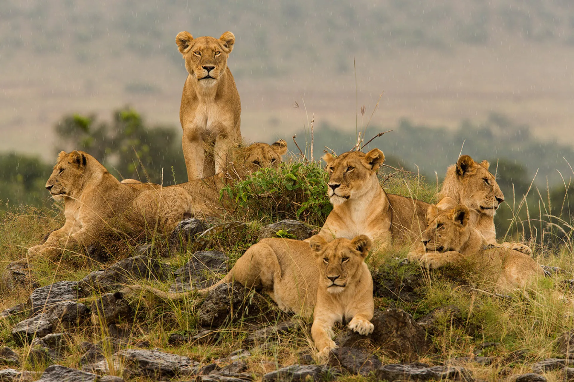 Mammals