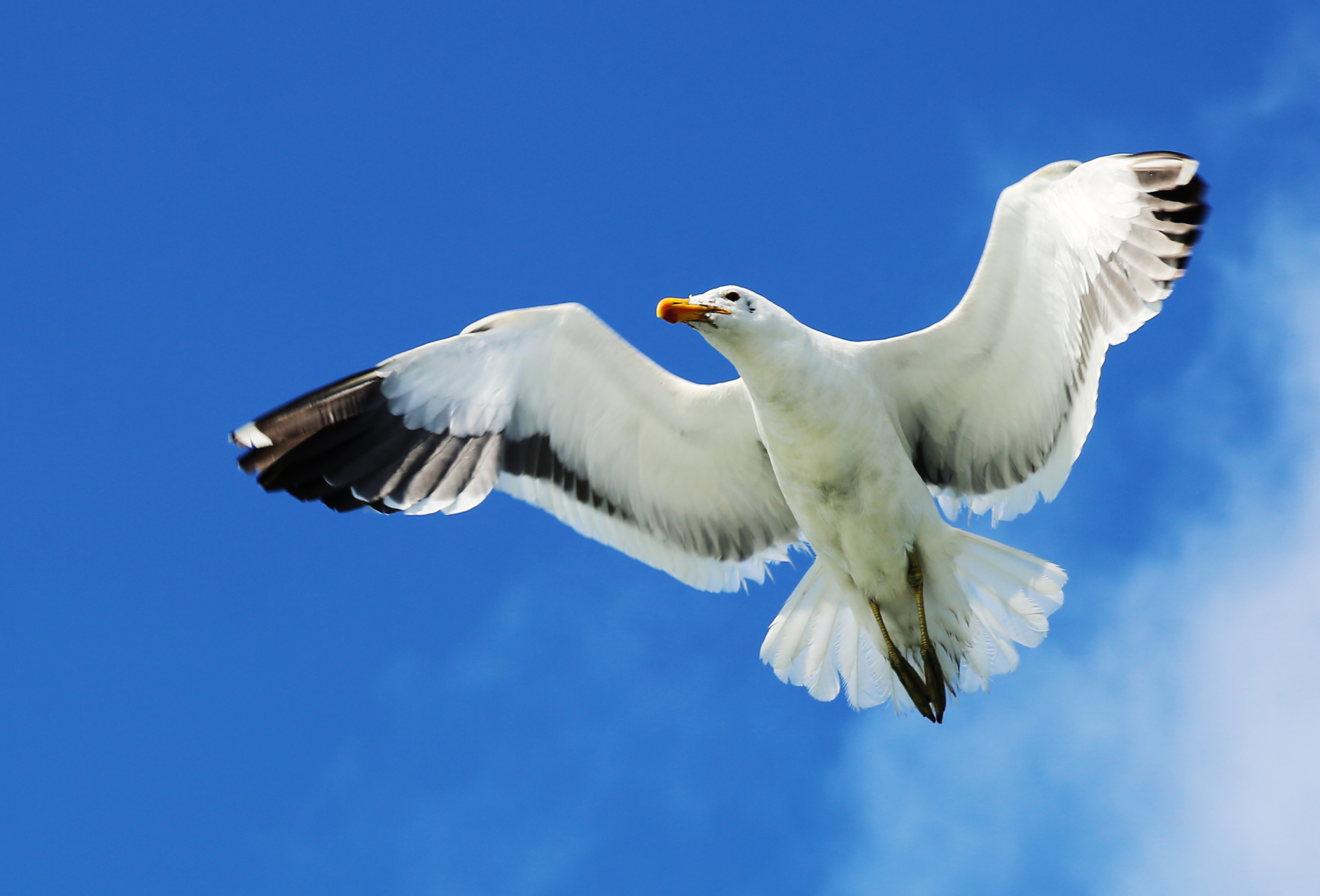 Birds