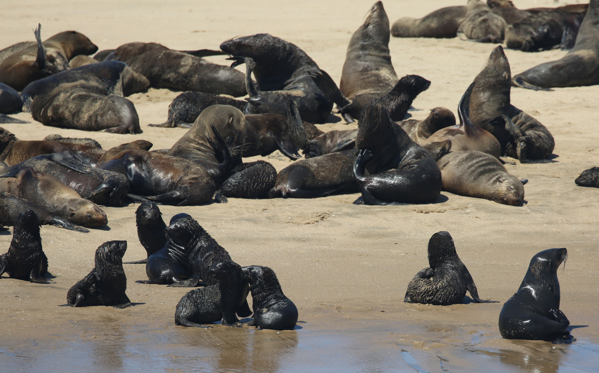 Mammals