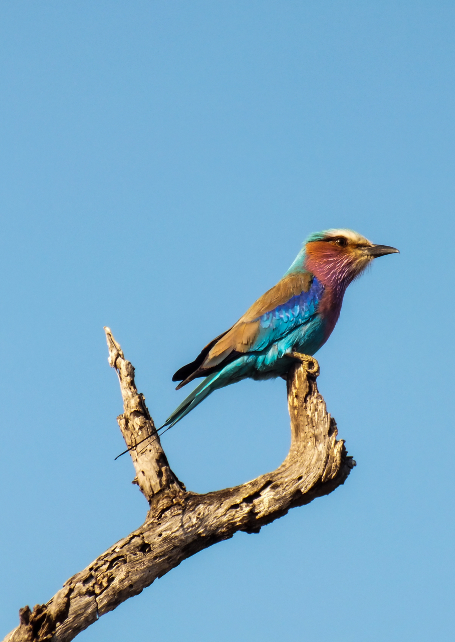 Birds