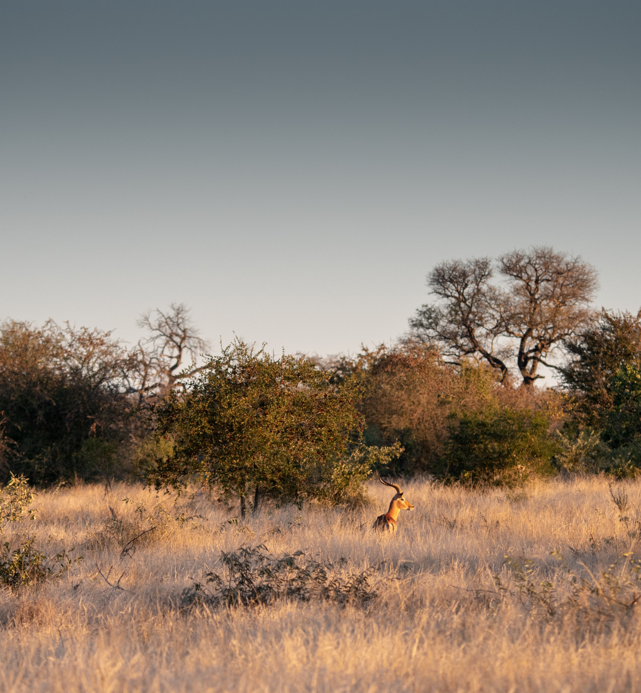 Timbavati Nature Reserve