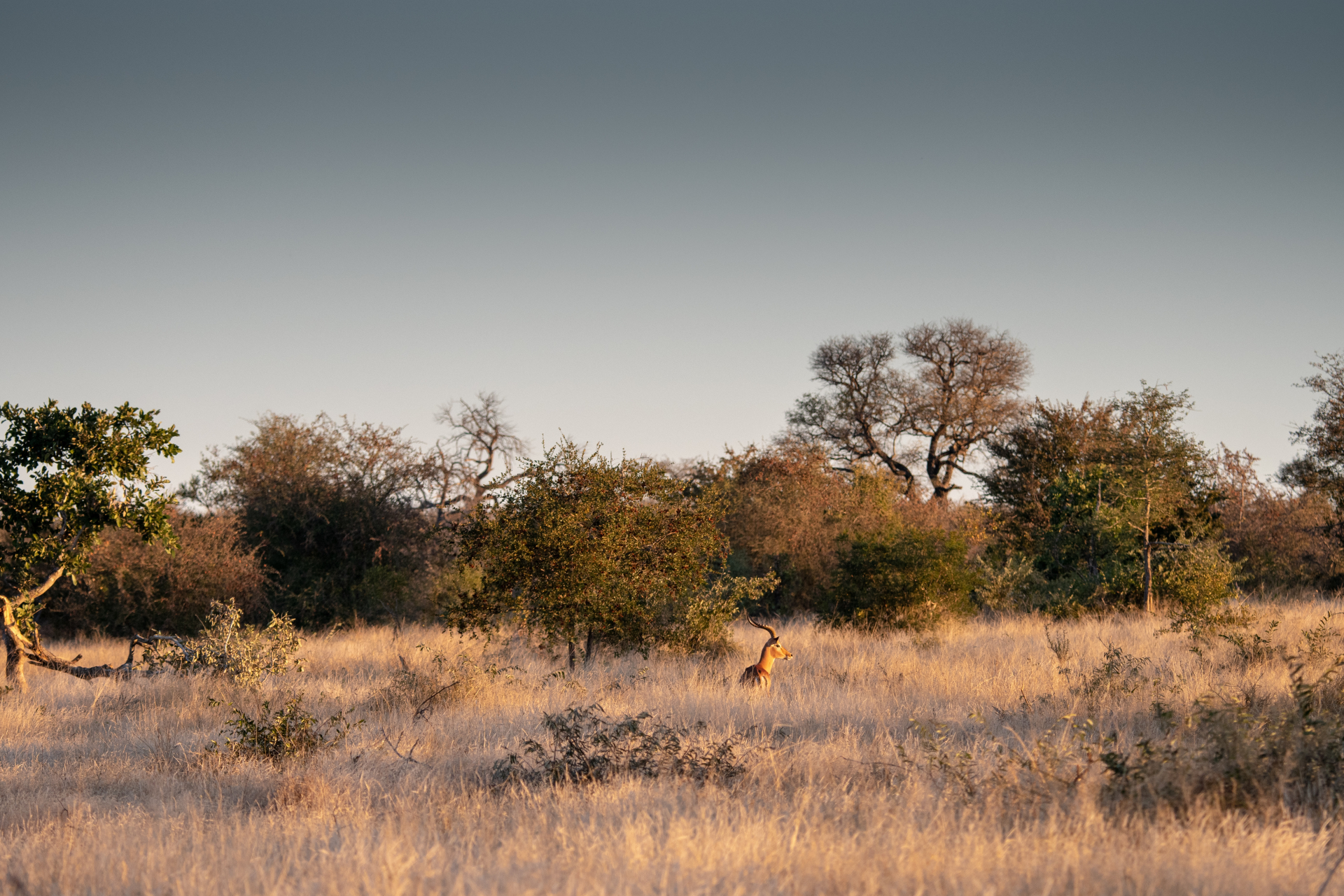 Timbavati Nature Reserve