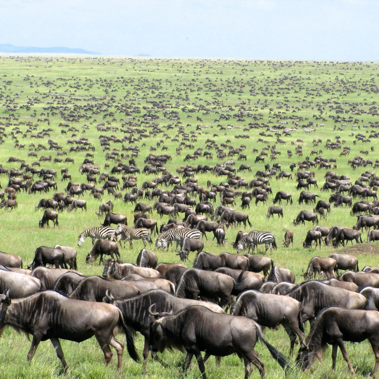 Uganda great migration High Resolution Width5000px