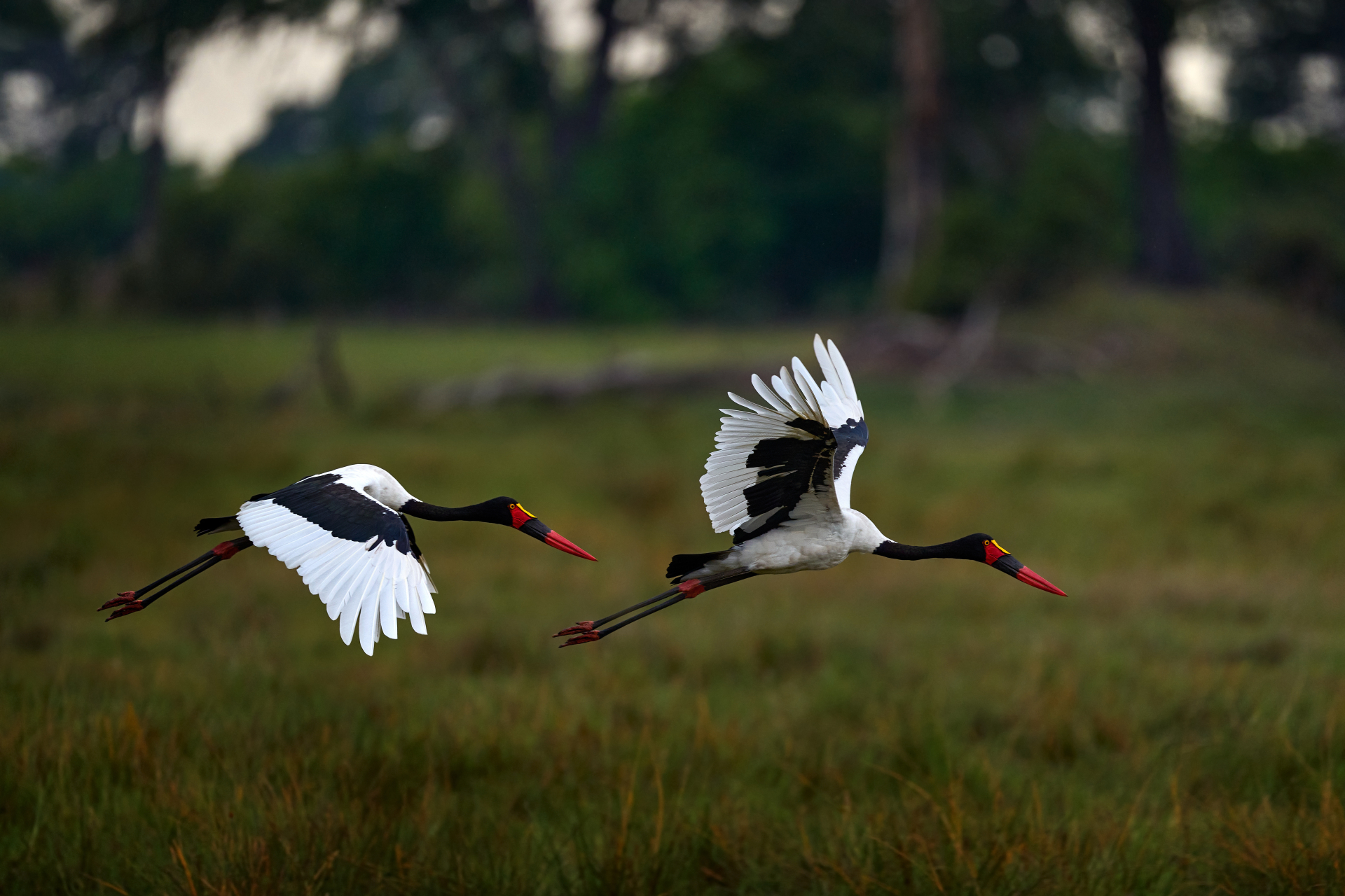 Birds
