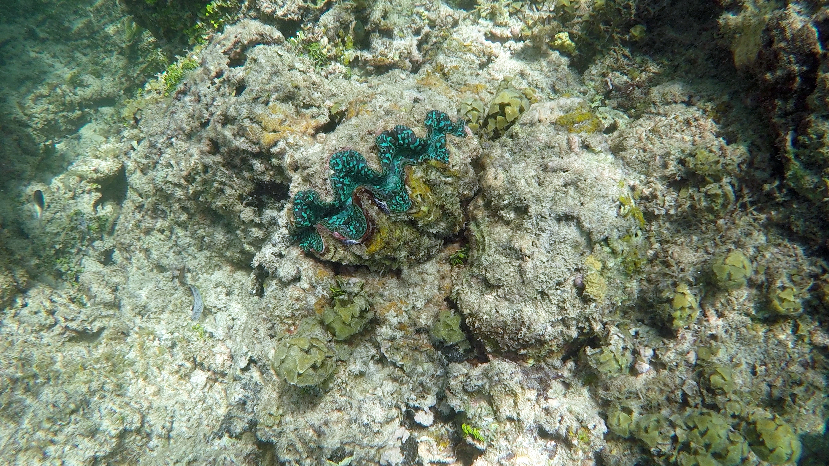 Watamu Marine National Park